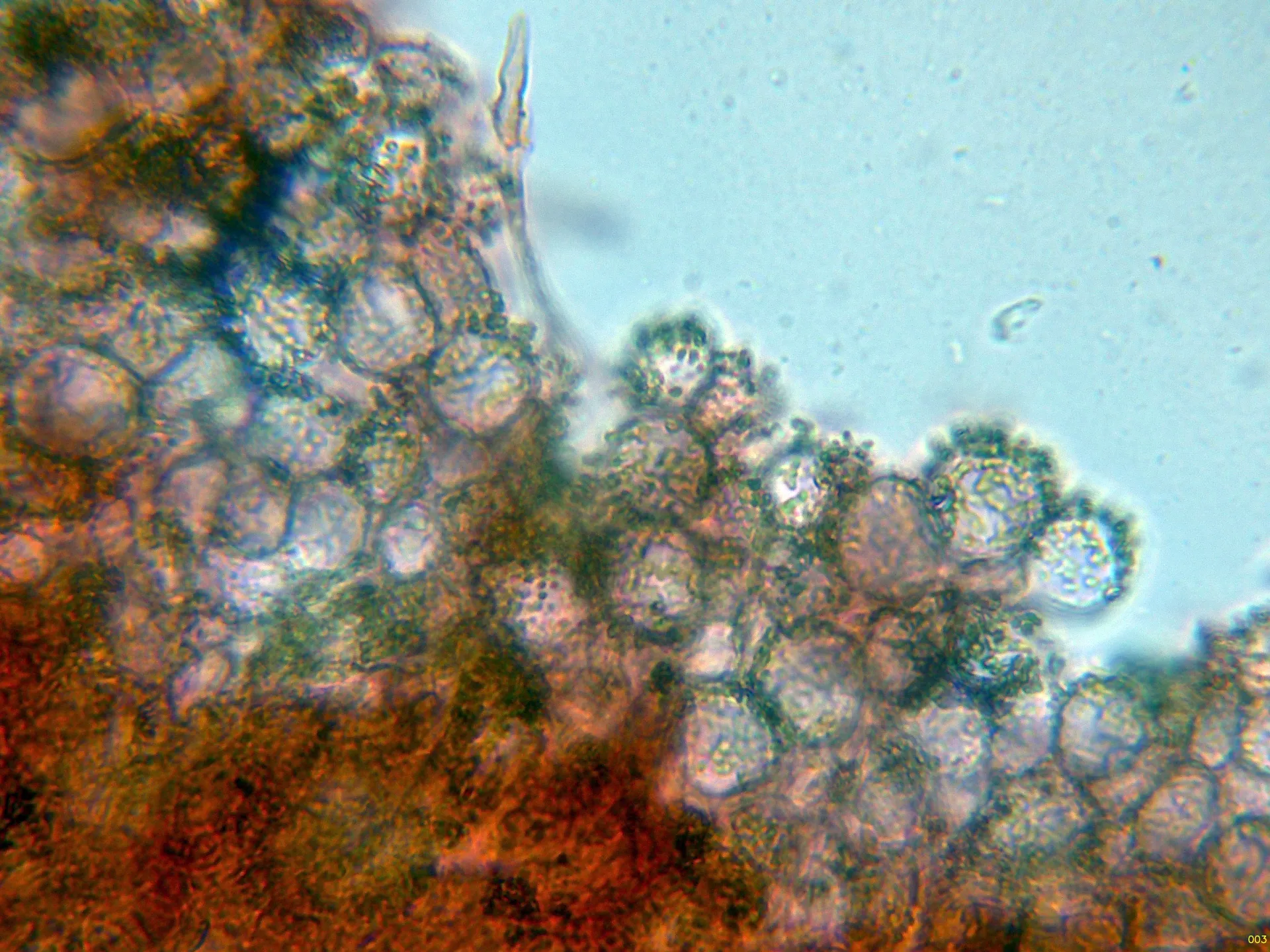 Microscopía de Marasmius bulliardii - 10 - Hifas pileo-003